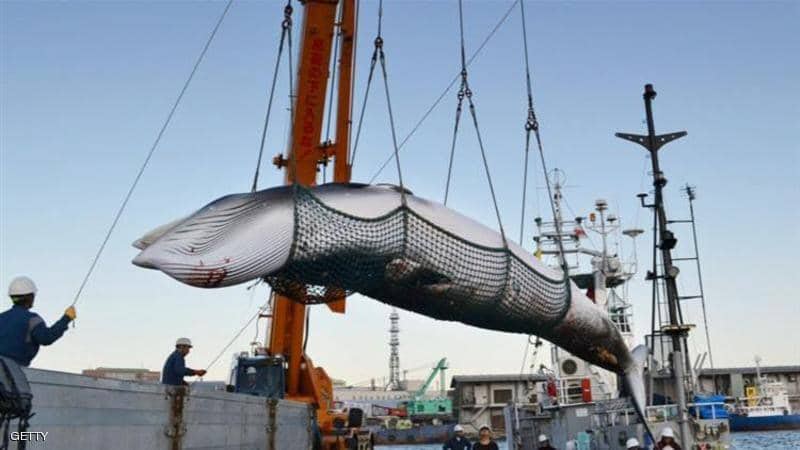 اليابانيون يعودون لاصطياد الحيتان بعد 30 عاماً